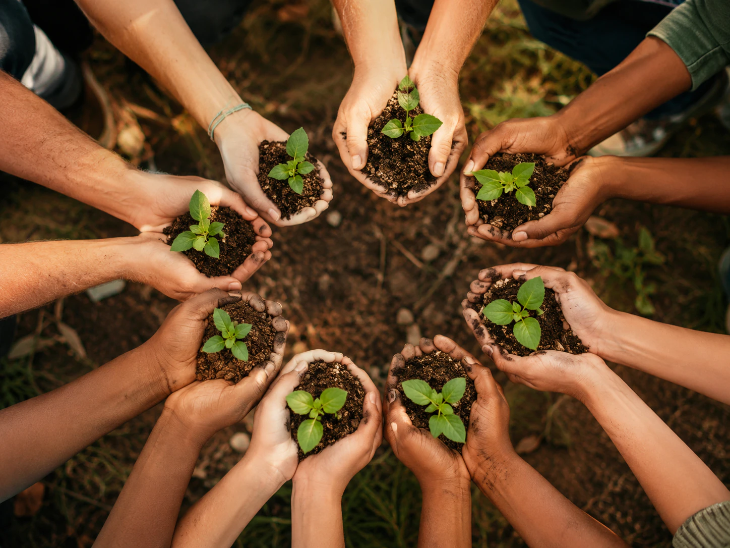 Manos sosteniendo brotes de plantas sobre tierra, símbolo de gestión ambiental